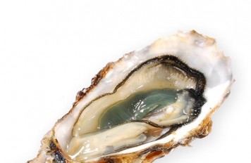 Oesters, Fines de Claire