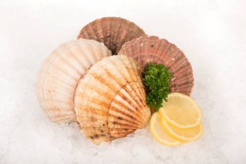 Coquille