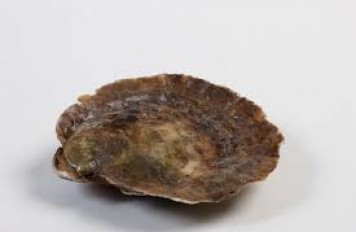 Oesters, Zeeuws platte